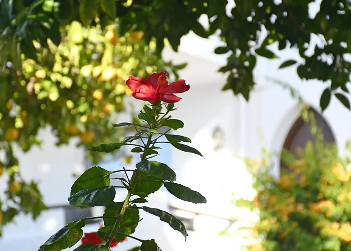 Yellow Jasper - Gemstone Getaway Marbella